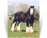 Bob The Blagdon